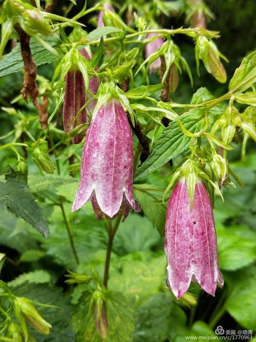 宿根园的宝贝们! 2018.6.17