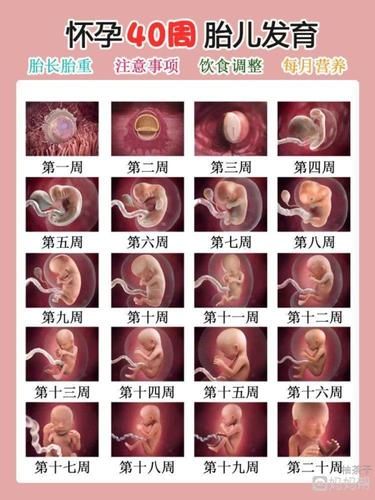 孕期1–40周胎儿发育全过程准爸妈