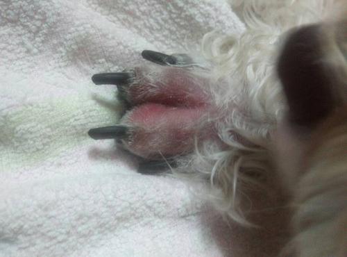 狗狗脚趾红肿了,没擦着碰着,也没崴 去过医院了 医生配了点消炎药和