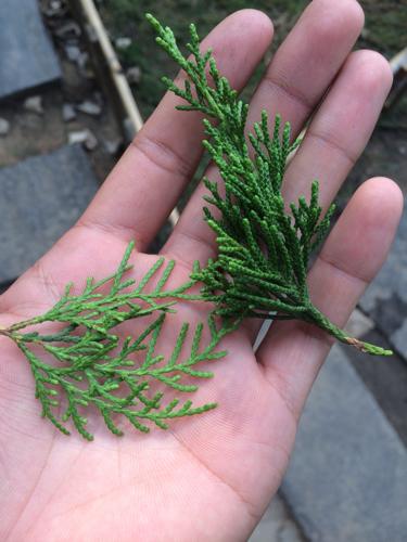 这两个都是柏树的叶子吗?