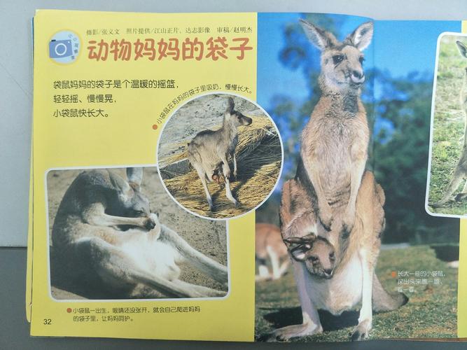 我们来一起认识一下袋鼠妈妈的袋子吧!