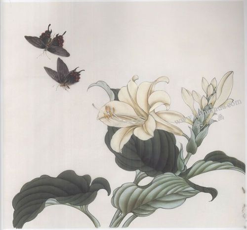 玉簪花工笔画作品