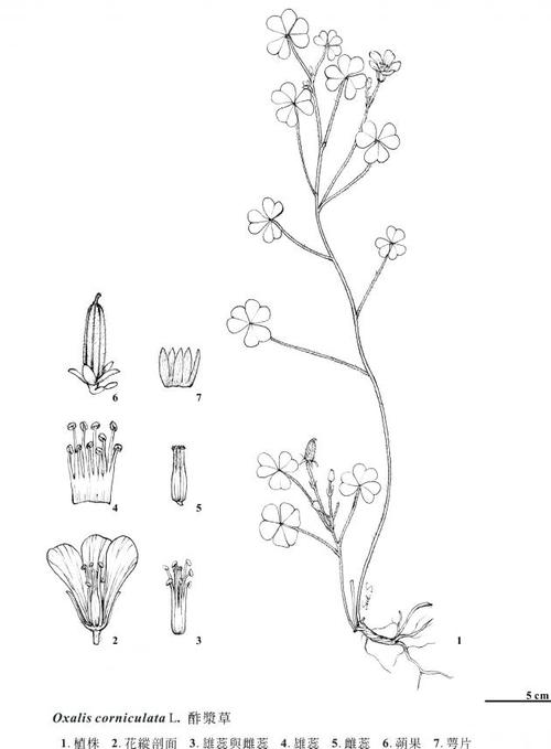 oxalis corniculata l., 1753