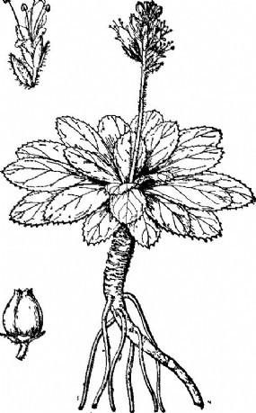 黄连的简笔画教程