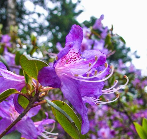 高山杜鹃花