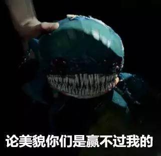 这怎么看都是尸蟞啊小荷神侃20150709