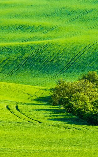 高清绿色草地护眼图片壁纸