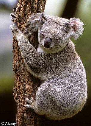 考拉抱树因"太懒"? 研究称还有散热作用(图)