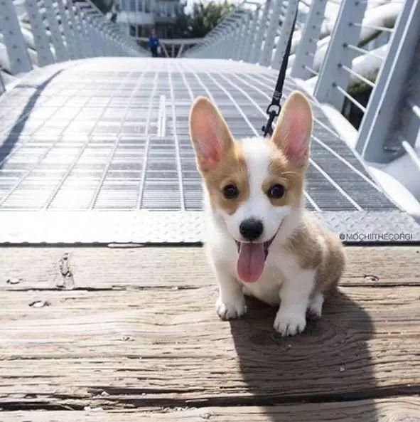 最会卖萌的柯基犬,也是狗狗里的酷boy.瞅啥瞅,没见过帅锅穿花衬衫吗?