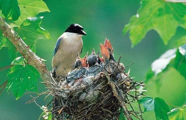 明晚21:30《纪录30分》 | 《灰喜鹊》,吉祥鸟的身世之