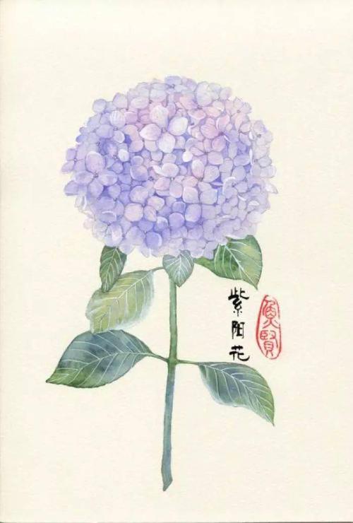 清新淡雅,立体水彩绣球花●手绘及步骤解析