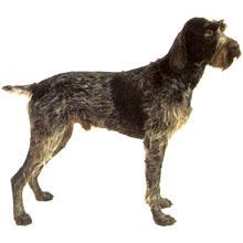 颈部相对比较粗.背线微微下倾.腹部结实苗条.尾巴短.四肢相对