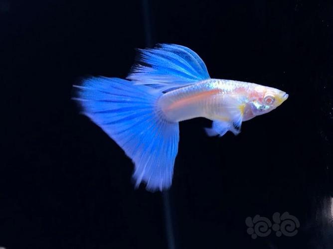 【孔雀鱼】更新新一批的大背大尾蓝白孔雀鱼