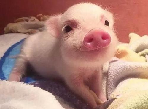 男子买了只宠物猪一年后男子拿着照片找老板老板一看说可以退