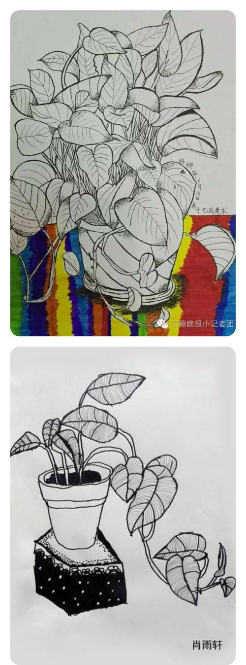 写生训练之 《植物写生》