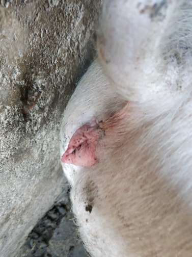 妊娠母猪:配种一个多月了也返发情,后面老是红,正常吗