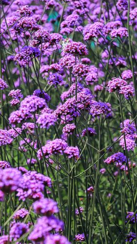 柳叶马鞭草大概是模仿薰衣草的最佳植物,不是说它像薰衣草,而是它符合