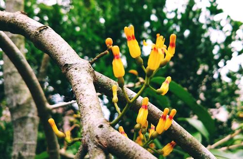 树菠萝花·朋友的果园