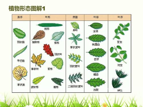 植物形态图解1