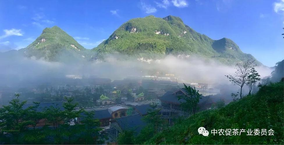 道真茶旅度假游