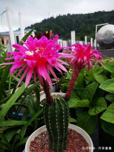 仙人球,花开半夏