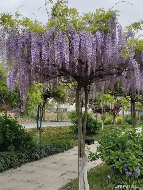 日本多花紫藤熊野