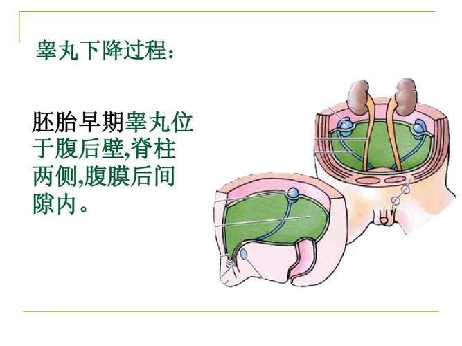 睾丸下降过程: 胚胎早期睾丸位 于腹后壁,脊柱 两侧,腹膜后间 隙内.