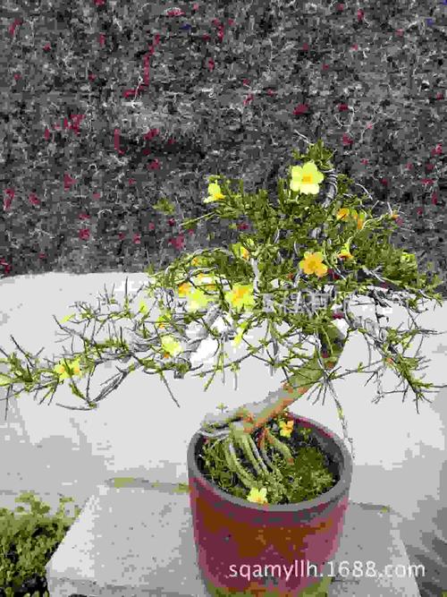 迎春花盆景 龙爪迎春迎春花盆栽迎春老桩树桩盆栽迎春