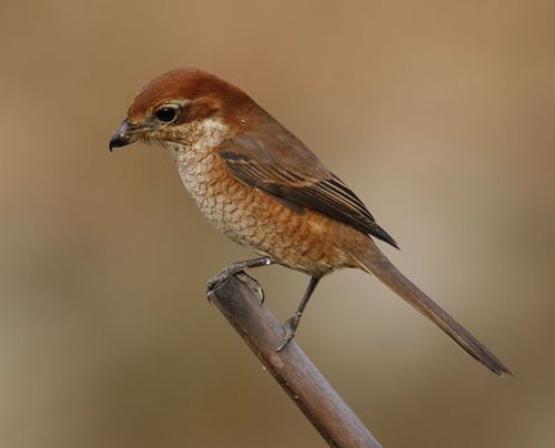 如何区分这些伯劳?