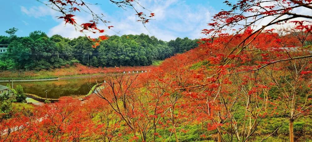 "双节"来临,巴南区1800亩主城最大"红枫"圣地等你来浪漫打卡