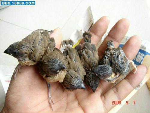 展开全部 这是白腰文鸟幼鸟.