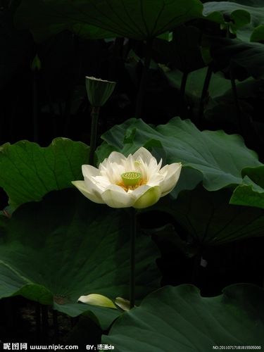 荷花图片