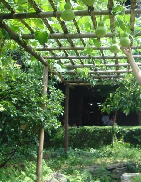 后花园中还有一个葫芦架,结了很多葫芦呢!游人用手能够得到呢!