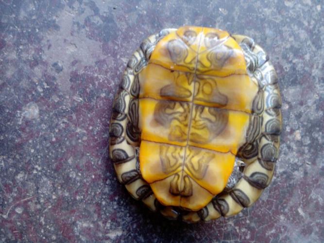 巴西龟还是金钱龟草龟?