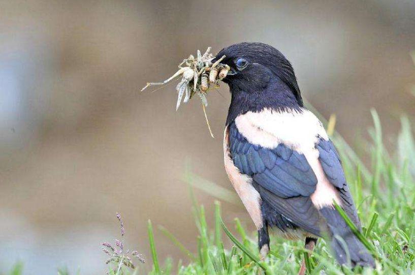 我们有多重视粉红椋鸟呢?