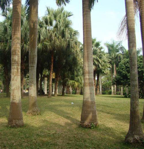 这应该是椰子树吧,树干笔直,不见椰子.