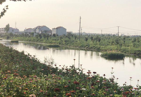 泗洪龙集镇打造美丽水景助力生态文明