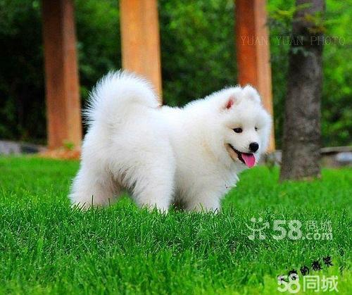 萨摩耶小雪球萌萌哒~狗狗健康有保证~可签协议