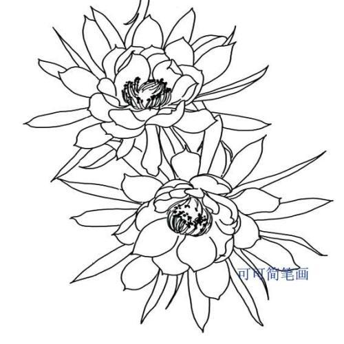 昙花简笔画