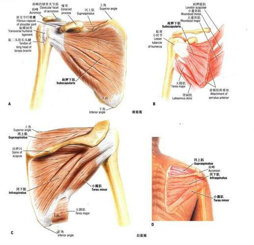 肩部运动解剖以及肩关节肌肉功能