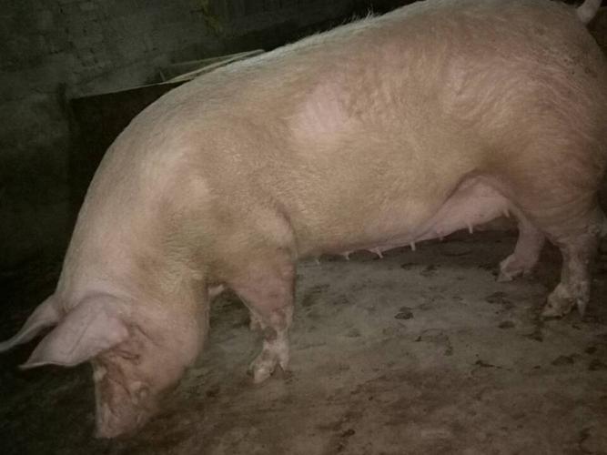 5℃(正常), 母猪1.12号配的