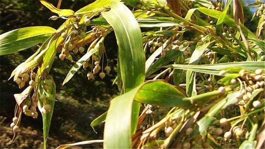 薏米在种植过程当中的注意事项有哪些