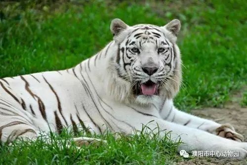 新迎来许多可爱的"小伙伴们"  让我们一起来认识一下吧!