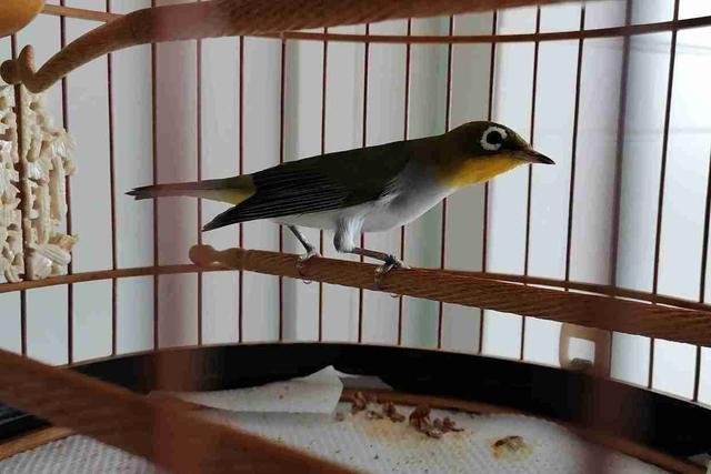 绣眼鸟难训,说说我的盘"绣"经历