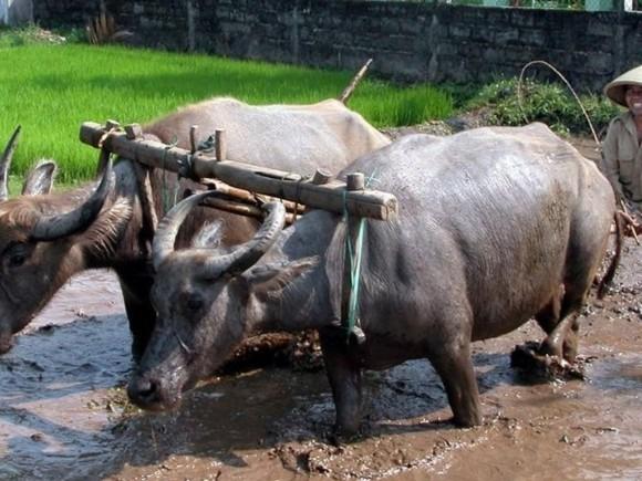 水牛力气比黄牛大,那为什么 人们反而喜欢养黄牛耕地?