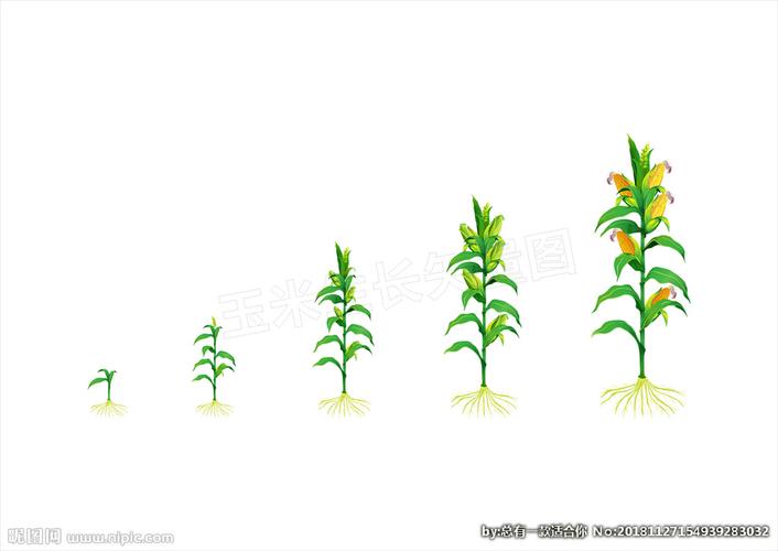 玉米生长过程图片
