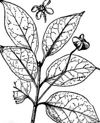 各种植物药材简笔画