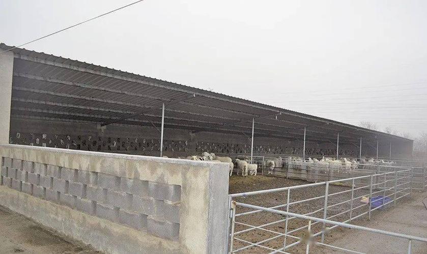 5种最实用的羊舍类型!哪一种最适合你?_手机搜狐网