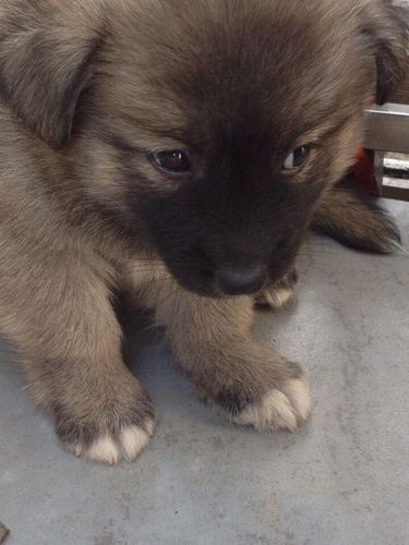 毛茸茸的黑嘴土狗长大后是什么样子