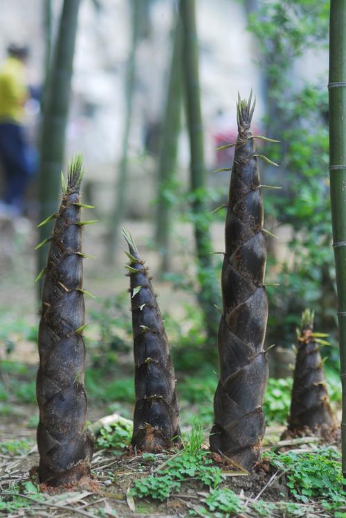 春笋摄影图片素材